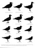 Gulls Simplified - Dunne,P. & Karlson.K. 2018